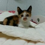 이뿐 아기 길냥이 데려가세요~ (경상북도 <b>포항</b>)