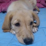 누가리트리버를천사견이라고햇는가..