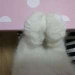[고양이] 냥판)<b>요미</b> <b>요미</b>귀요미~ 탱이탱이솜탱이~ 페르양