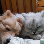 시골남자 <b>돌돌</b>이 도시녀 나리