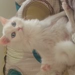 이 고양이 <b>종이</b> 뭘까요??