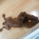 수원 <b>연무동</b>에서 강아지주웠어요