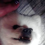 코난~~<b>산책</b>