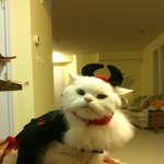 냥판) 미국 양이 뽀송 스노이