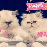 [냥판]히말라얀 고양이 아리와 <b>베리</b>를 소개합니다-아리편-v