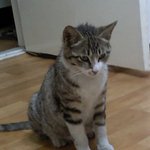 냥이가 죽어가고있어요 도와주세요