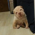 [샤페이]  코골이 김봉구 선생