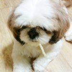 맹구야뭐하니?