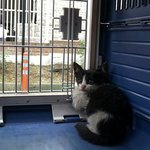 길냥이가 곧 죽게생겼어요. ㅜㅜ