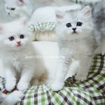 아깽이 스페셜~골때리는 멍냥이들~