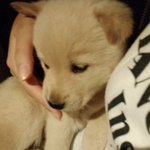울집 <b>단풍</b>이를 소개해여~~~~