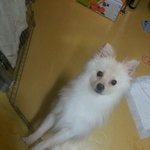 <b>믹스</b>견 분양해요