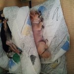 (사진수정햇어용)애기아니죵 절대 눈을 뗄수없는 울귀요미들