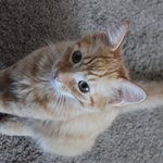 하와이 사는 뚜슈3