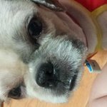 저희 강아지 똘이 제발 찾아주세요 부탁드립니다!