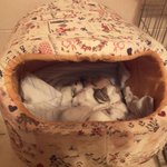 토끼사진有) 생후14일된 아가<b>토끼들</b>!!