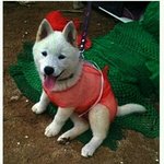 시스룩 패션  다 <b>비침</b> ㅜ