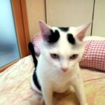 [냥판] <b>대두</b>김용배의 막내누나보다 엄마가 좋아!