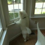 <b>리틀이</b> 언제 오지?