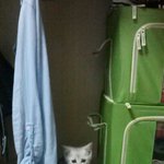 <b>브리</b>숏 귀욤귀욤 열매