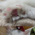 길고냥이 하트의 성장 이야기