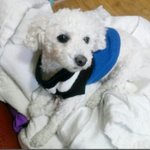 일본에서 온 <b>토이</b>푸들 아가씨