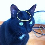 까망냥이는 지나치게 귀염따!!