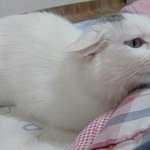 길고냥이 하트의 성장 이야기 2탄.