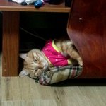 ***너무너무 잠을좋아하는 우리고냥이***