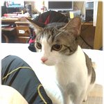 사랑스런 우리집 냥이 뿌꾸뿌꾸와 콩이