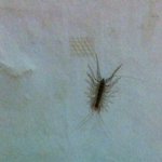 ㄷㄷ..<b>외계인</b> 벌레