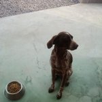 생소하지만 멋진 독일포인터를 아세요?