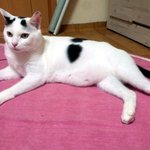 [냥판] <b>대두</b>김용배의 치킨, 저도 참 좋아하는데요