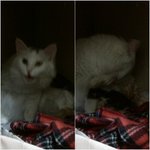 길고냥이 하트의 성장 이야기. 3탄