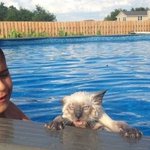 분노한 고양이? <b>수영</b>하는 고양이 사진 모음