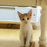 <b>초미</b>묘아깽이