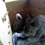 우리집 애물단지 리쿠's <b>story</b> - 01