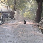 검은고양이 <b>복덩이</b>