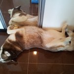 [<b>코리</b>] 레드허스키 <b>코리</b>..오랜만이에요~~