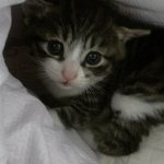 길고냥이 하트의 성장이야기. 4탄
