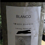 개를 잃어버린 외국인