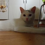 길<b>고냥</b>이 하트와 집<b>고냥</b>이 뿅이의 성장이야기. 5탄