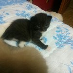 유기묘 <b>밍키</b>아가씨가 <b>밍키</b>아줌마가됐네요^^*^(추가글)