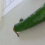 이거보면 고추 못 먹을걸?