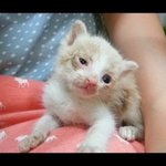 사람에게 버려진 새끼냥이 임보일기