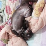 서울 중랑구 망우3동 강아질 찾습니다