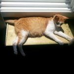 캐시네 아가들 태어난지 3주가 되다