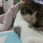 길고냥이 하트와 집고냥이 뿅이의 성장 이야기. 6탄