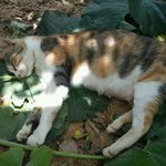 농장에 굴러들어온 고양이2