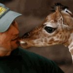 <b>동물</b>들과 교감하는사진